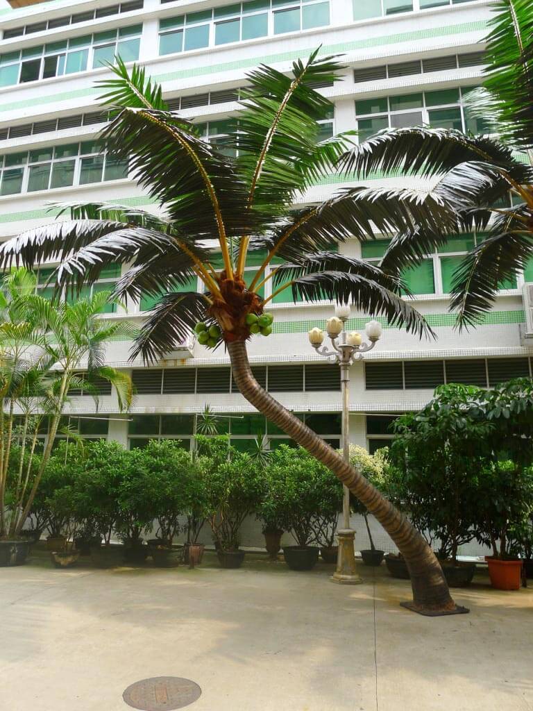 Palme